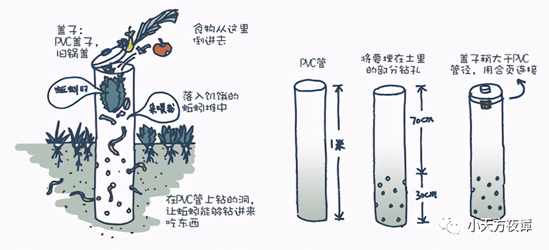 蚯蚓变成一个球了还能活吗,海蛞蝓再生和蚯蚓再生