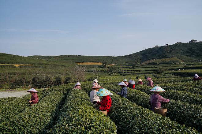 2000份尝鲜款西湖龙井淘宝上线，茶客们的狂欢节来了！