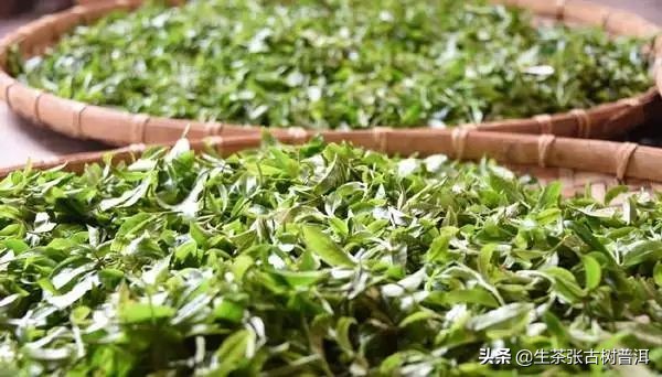 普洱茶从采摘到制作全过程,普洱生茶的制作工艺流程