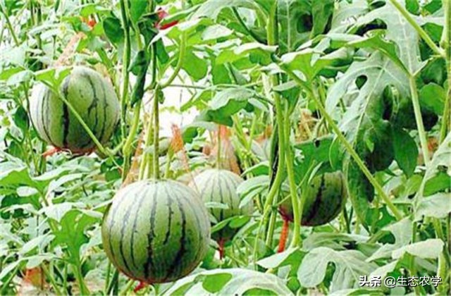 带你看三农知识分享,看西瓜种植技术视频