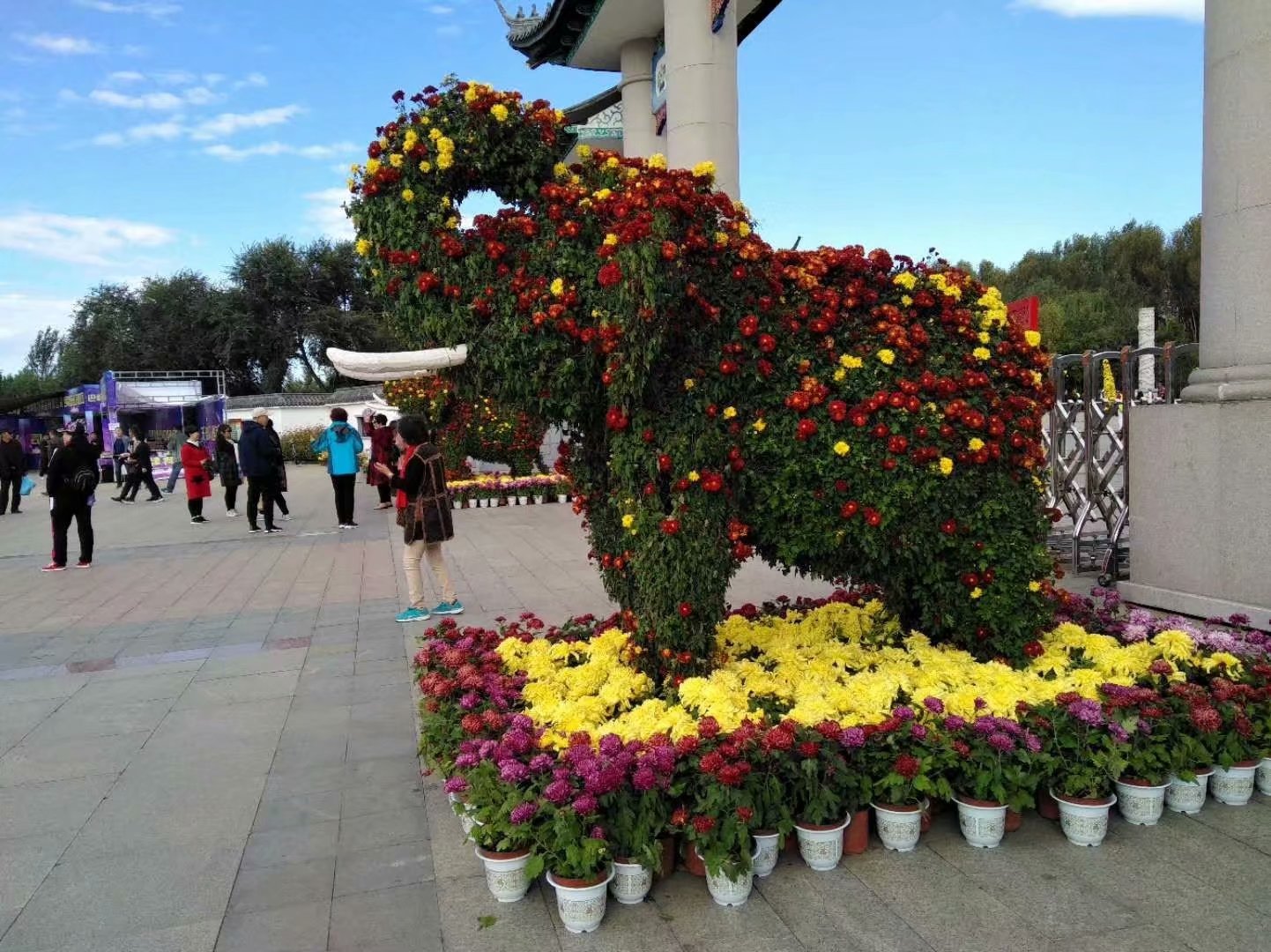 菊香九月香,菊花飘香散文