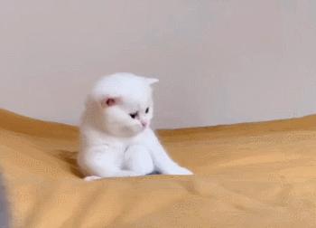 俄罗斯猫敢惹吗,俄罗斯猫有多凶猛