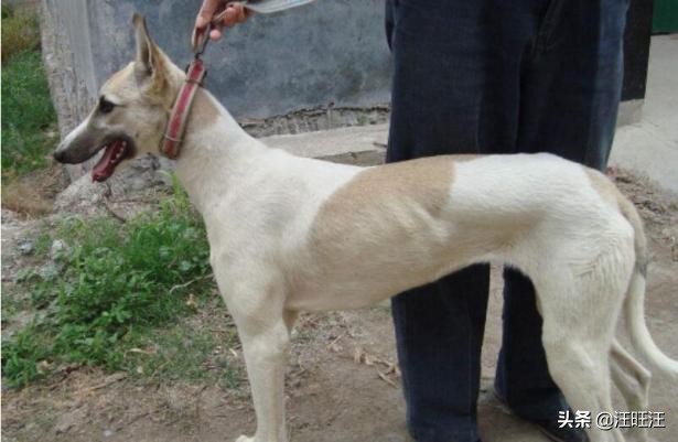 怎么挑选格力犬,一个月的格力犬怎么挑选