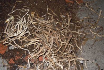 君子兰开花期间可以换盆吗,君子兰开花可以换盆浇透水吗