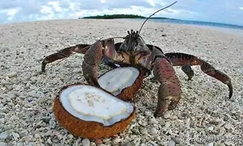 100种不同名字的海鲜,10种常见海鲜大全