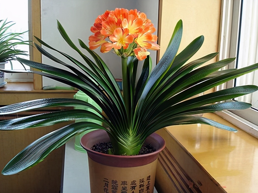 富贵花金玉满堂怎么栽培,6种长寿花能活一百年漂亮又吉利