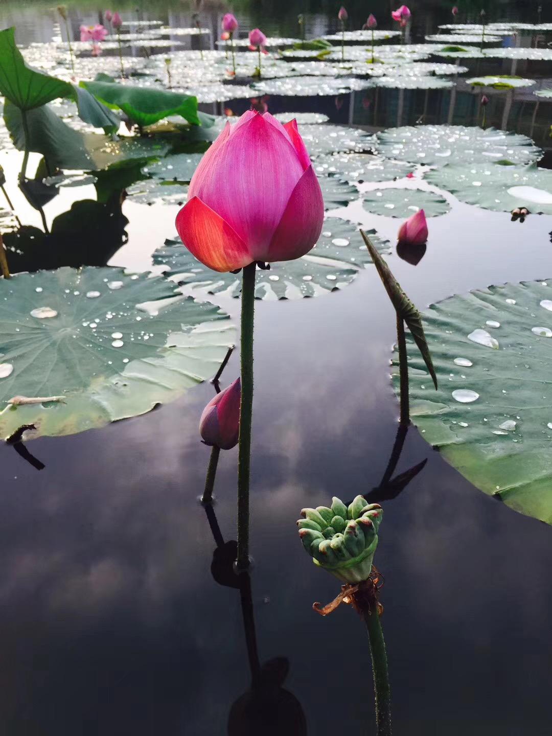 江阴人少景美,江阴有哪些人文景观