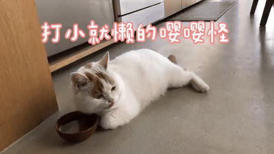 全网最委屈的猫主子,全网最委屈的小奶猫