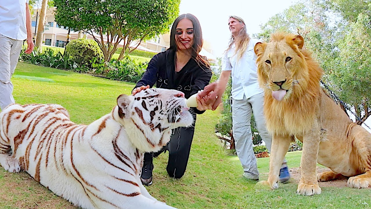 沙海行舟，现实中的霸道总裁，迪拜首富超乎常人想象的生活