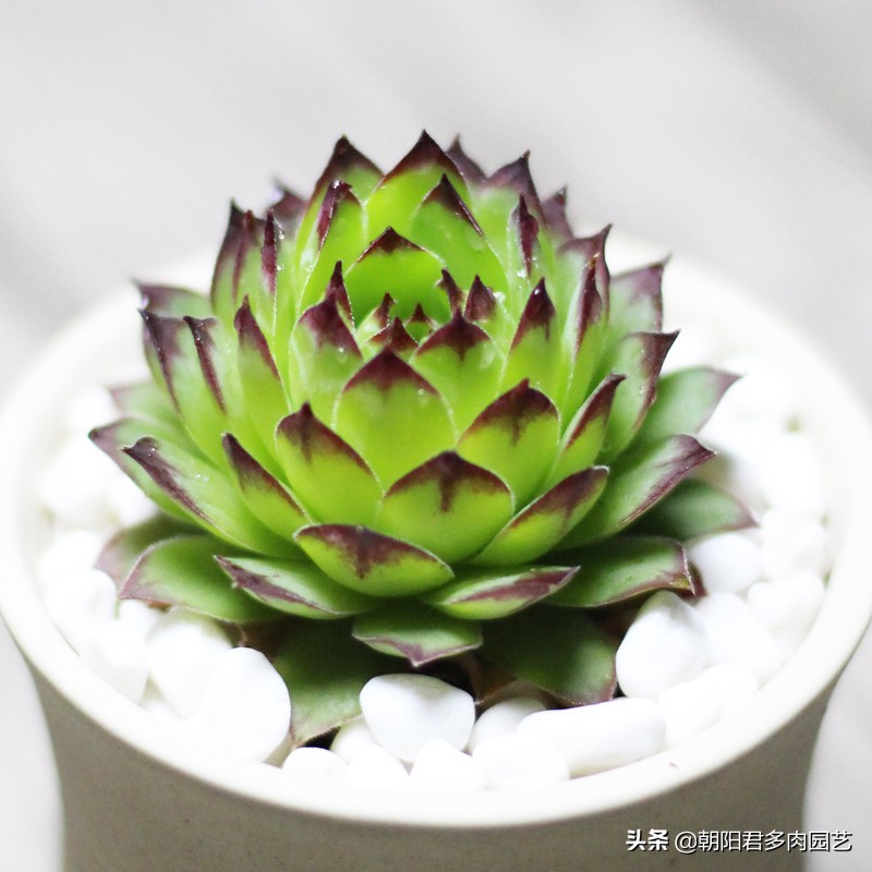 多肉观音爆崽方法,多肉观音莲爆籽怎么办