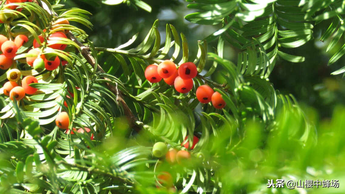 红豆杉果子几年成熟,红豆杉果实不红