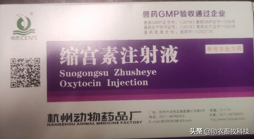 牛子宫内膜炎用此法治疗效果好