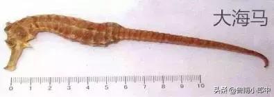 海龙海马配什么可散结,海马配什么散结效果好