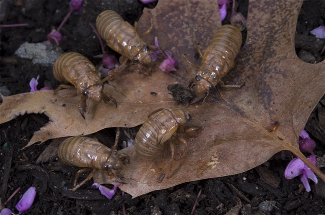 蝉发出的高音，比除夕夜鞭炮声还大，相当于波音747从身边飞过