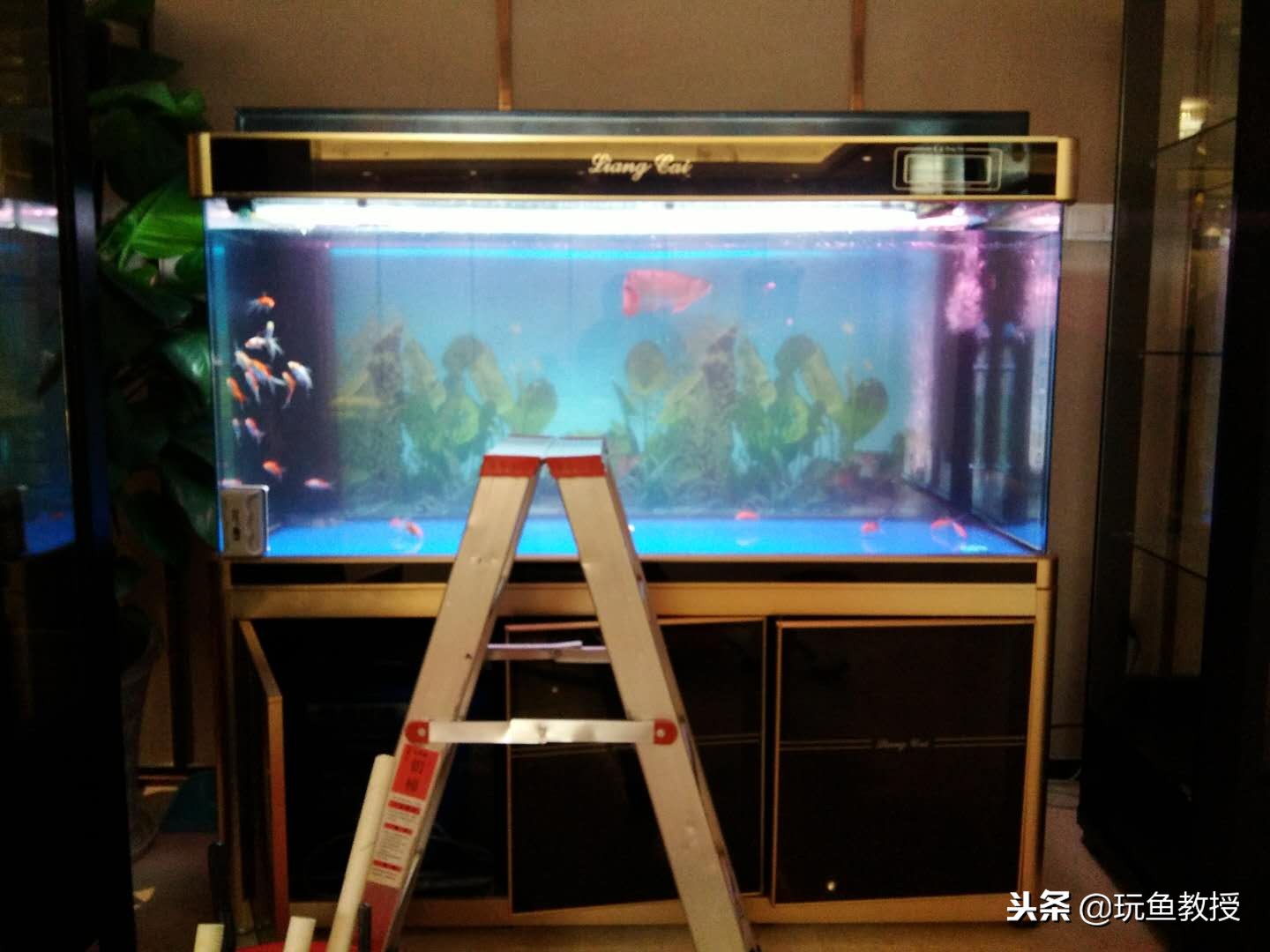 硝化细菌如何养殖,怎么样判断硝化细菌养好了