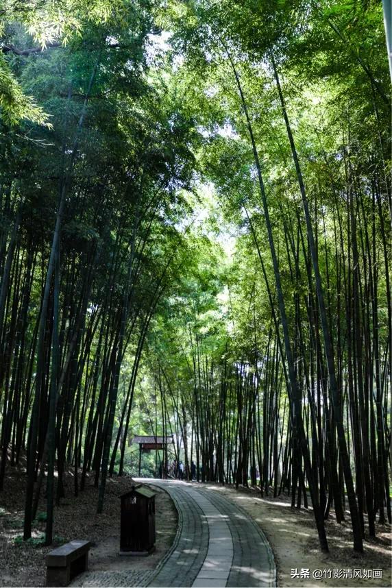 春天里的一抹绿色,春天的一抹绿意