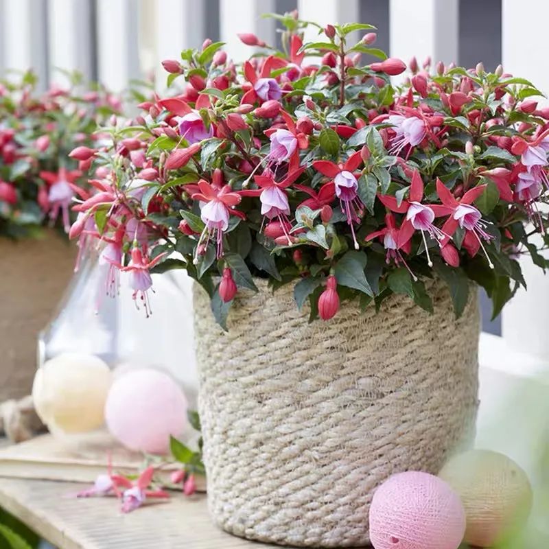 4种花适合秋天养漂亮又好养,庭院养花就养3种花开花多