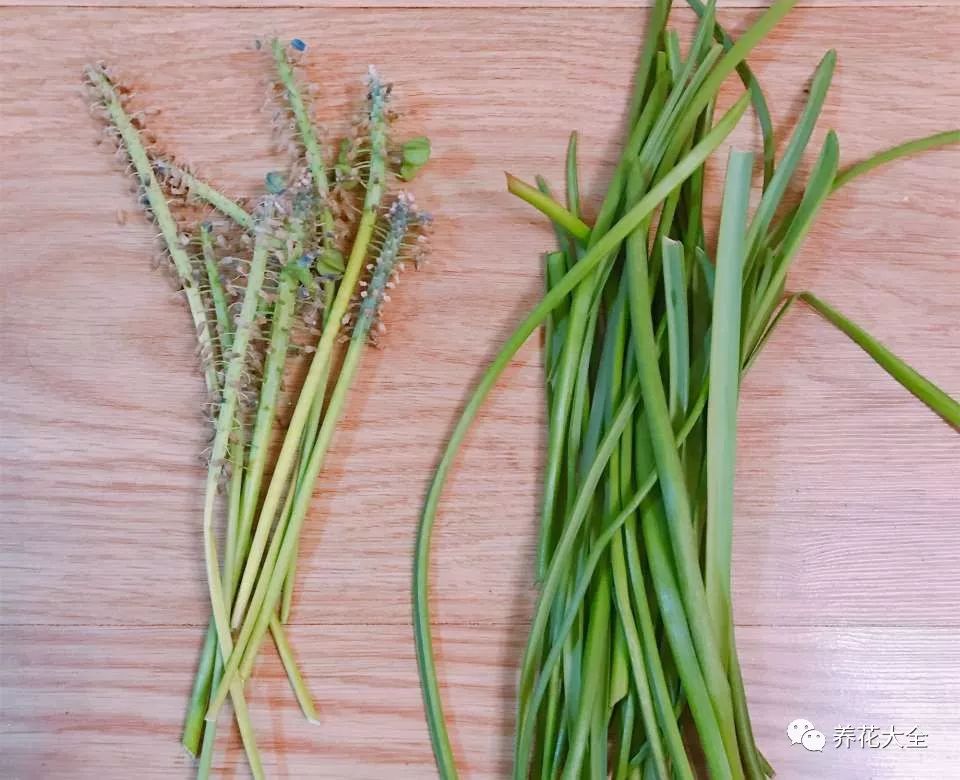 风信子开完花剪掉还会开吗,风信子开完花还可以活吗