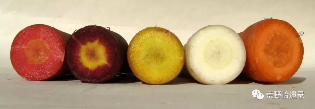 你知道胡萝卜是怎么来的吗,胡萝卜的演化史