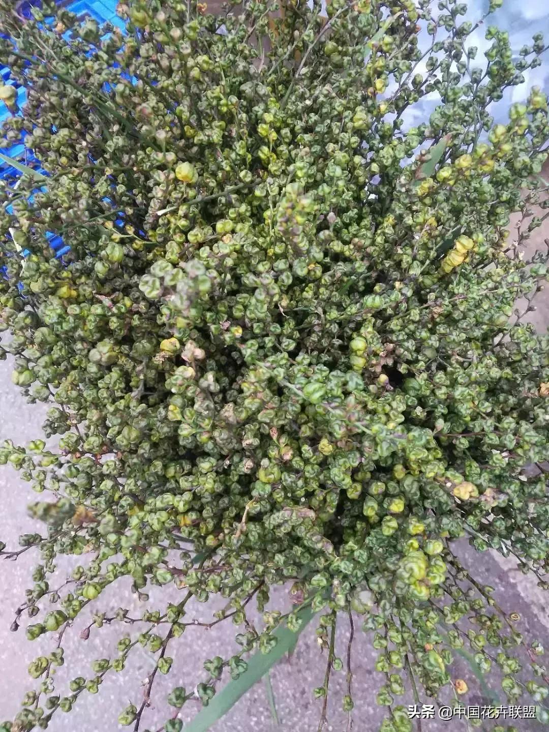 春天花市有哪些花材,便宜又大把的花材有哪些