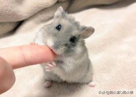 如何制服咬人的仓鼠,如何整治仓鼠咬人的毛病