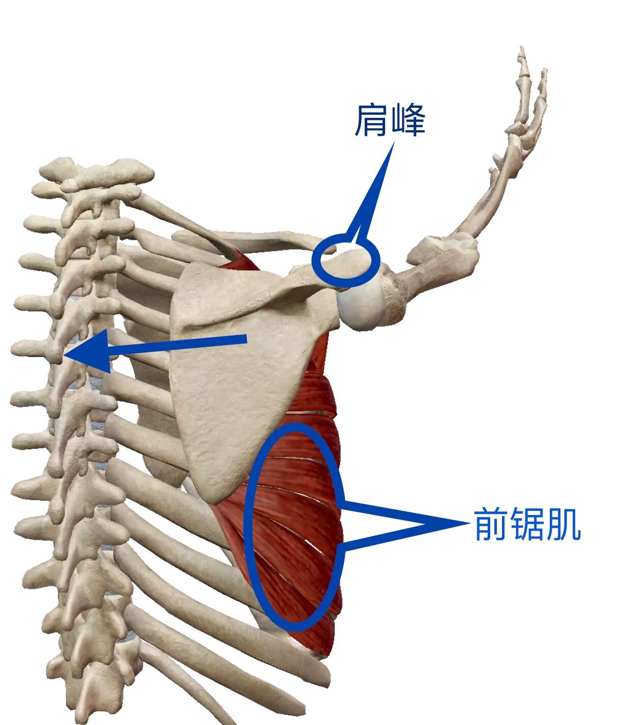 颈椎受凉后特别僵硬头重,颈椎僵硬响引起有点后脑胀痛