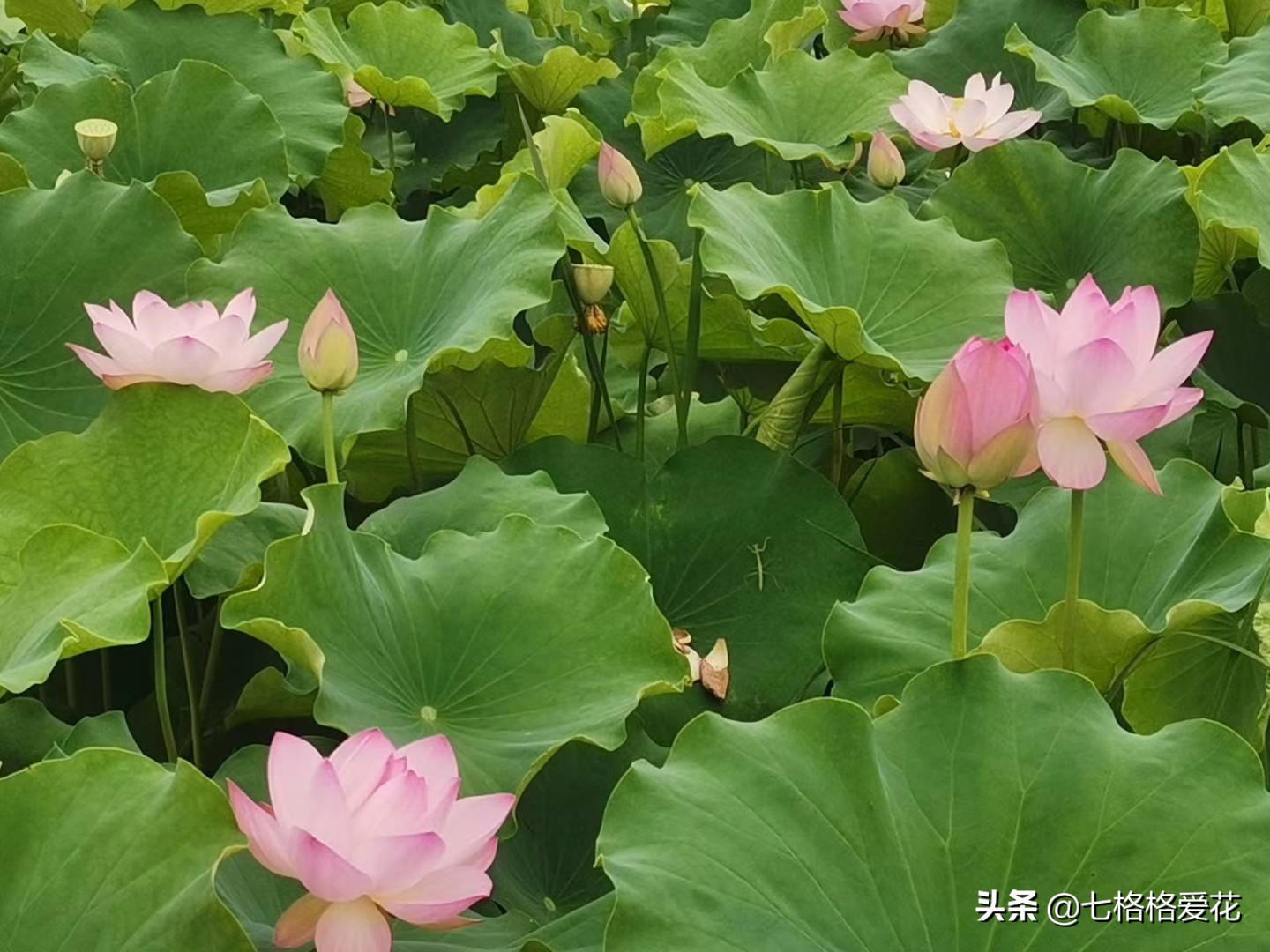 荷花年年开，看荷的人儿年年来，又闻荷花香