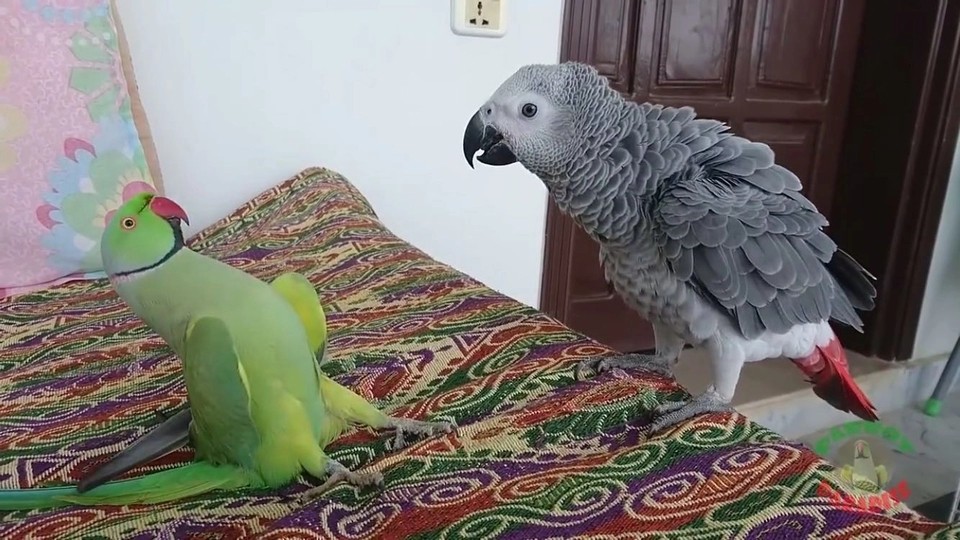 亚历山大鹦鹉和月轮鹦鹉区别,亚历山大鹦鹉和月轮鹦鹉养哪个好