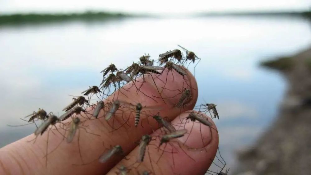 基因蚊,基因武器消灭蚊子