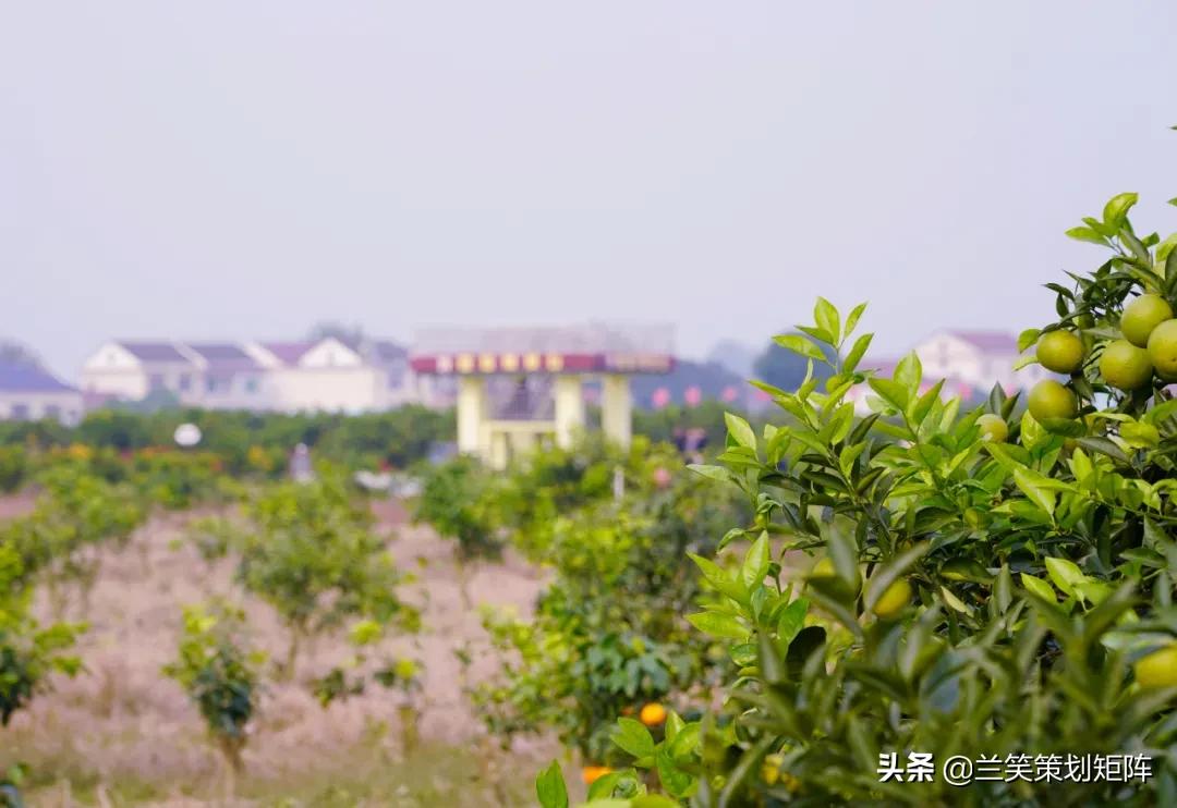 汉寿马涧村，此岸闻歌声，甜如糖橙的诗意栖居地