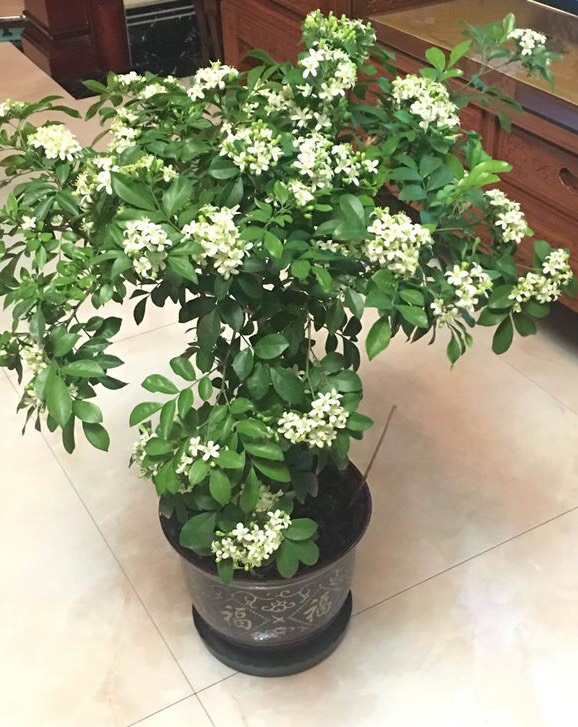 九里香盆景开什么花,九里香花苞不变大