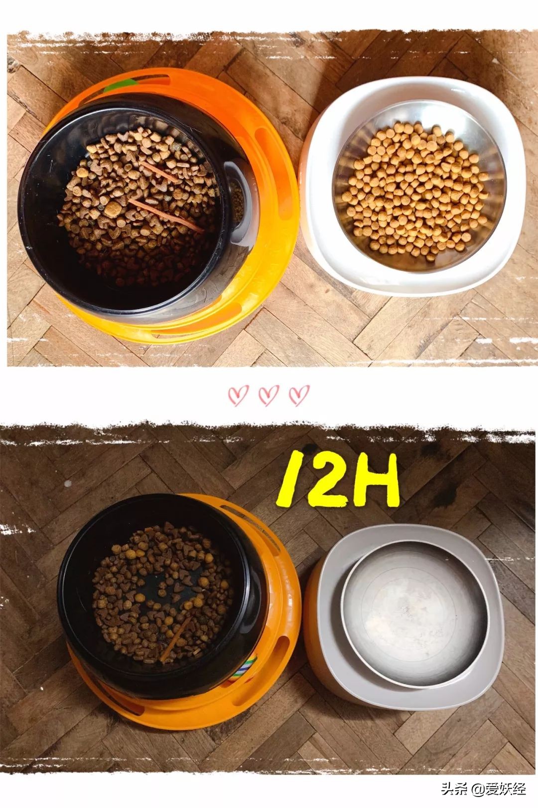 铲屎官减肥瘦身,吐毛球的铲屎官