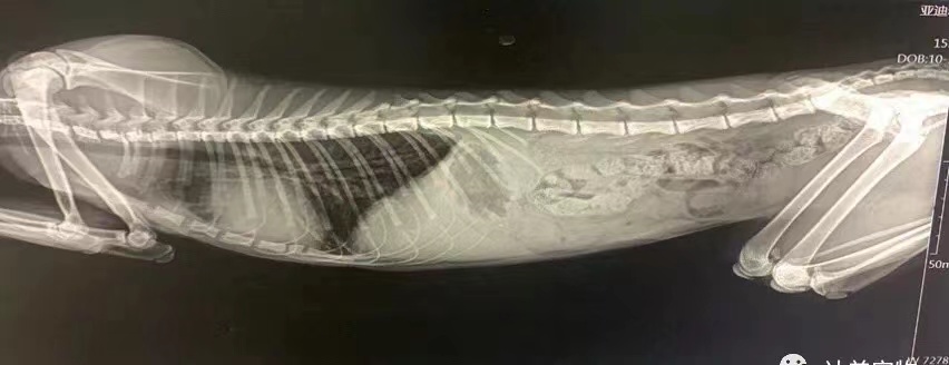 犬胆汁淤积特效药,胆汁淤积性肝病的克星