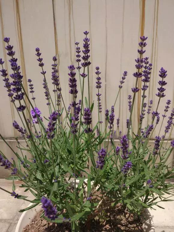 冬季助眠好养的花,什么花最好养又有助睡眠