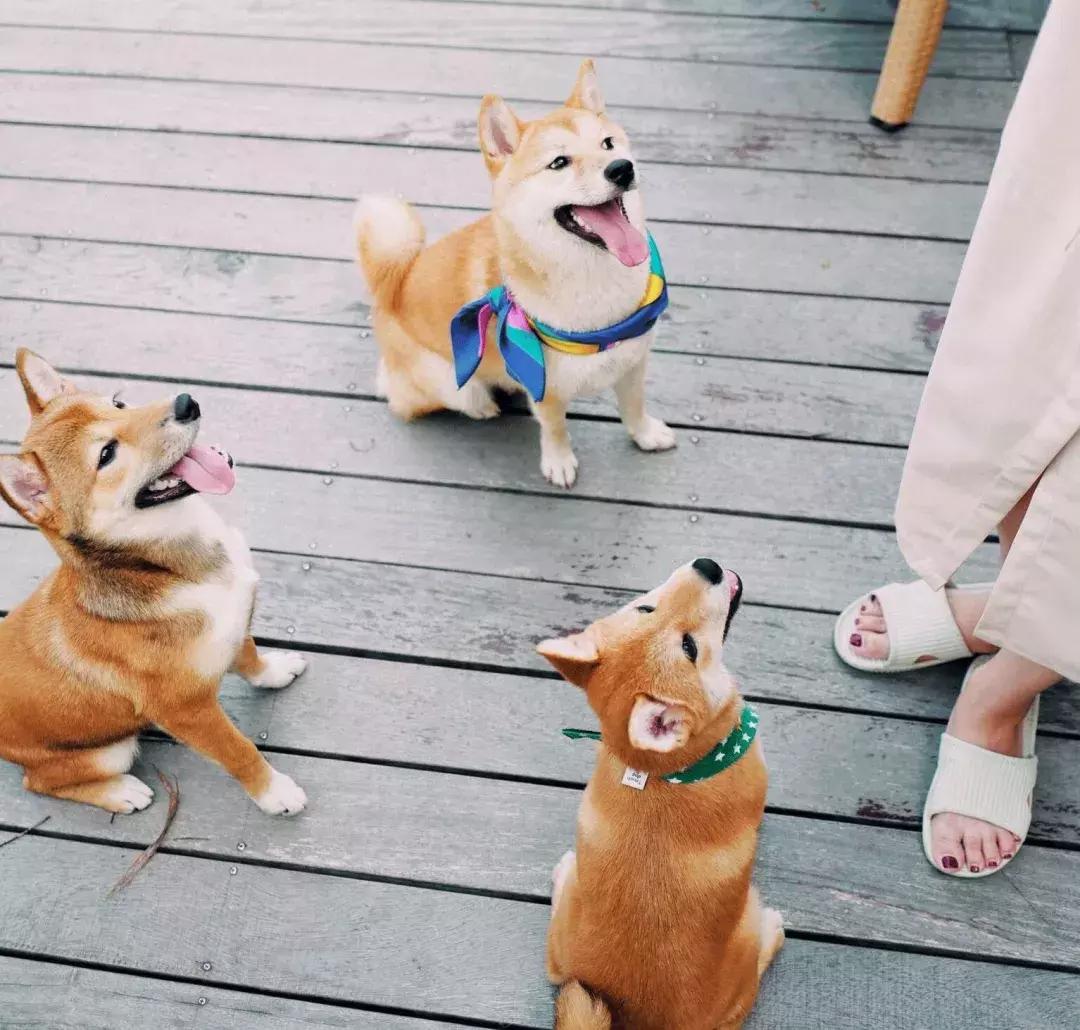 柴犬阶级意识,柴犬成为了门面担当