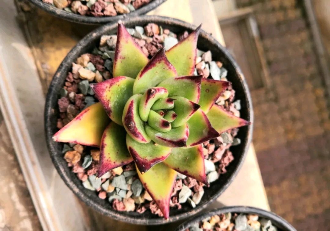 多肉长侧芽会不会影响长势？需要去掉还是养成多肉群