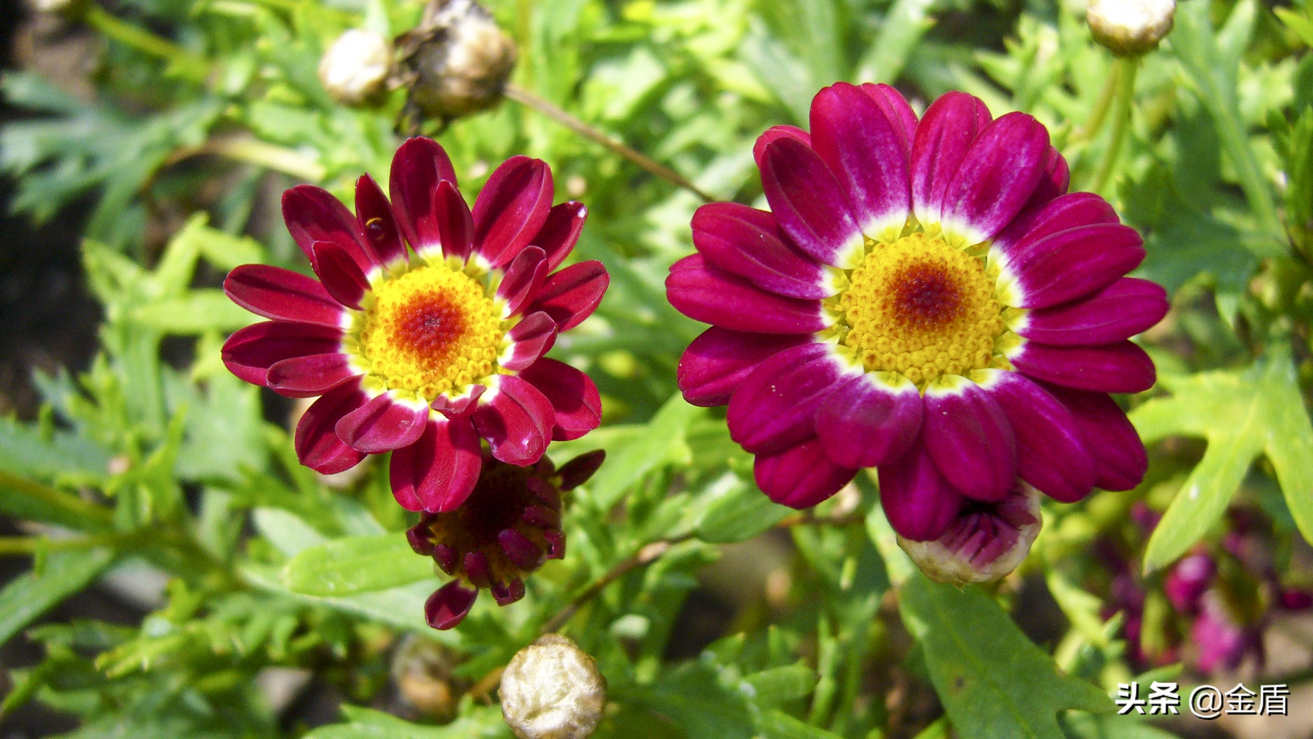 木茼蒿图文,五彩斑斓的观叶植物