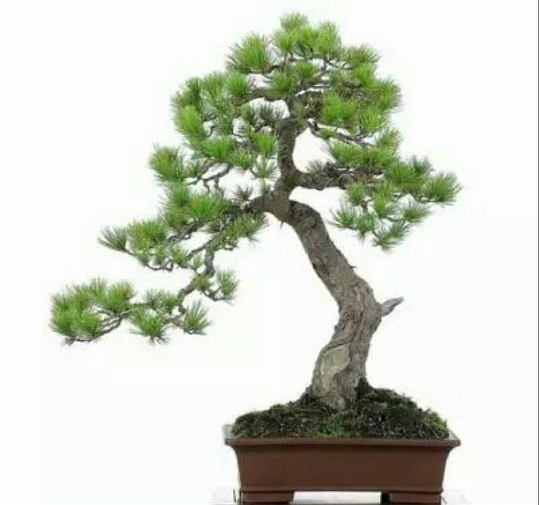 山松盆景如何弯曲,高桩山松盆景造型