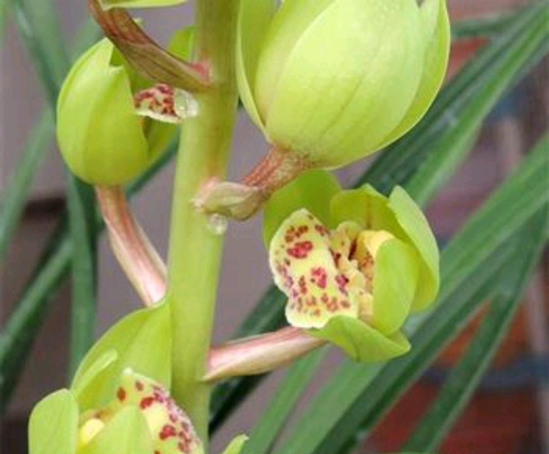 大花蕙兰花苞怎么养护,蕙兰有花苞后怎么养护