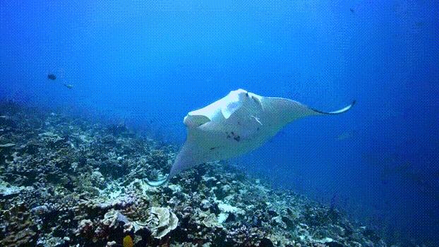 关于马尔代夫的一切,你不知道的马尔代夫冷知识