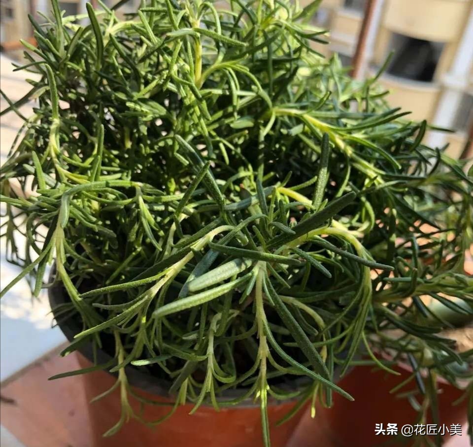 可食用迷迭香盆栽驱蚊植物怎么养,可以吃也可以驱蚊的草