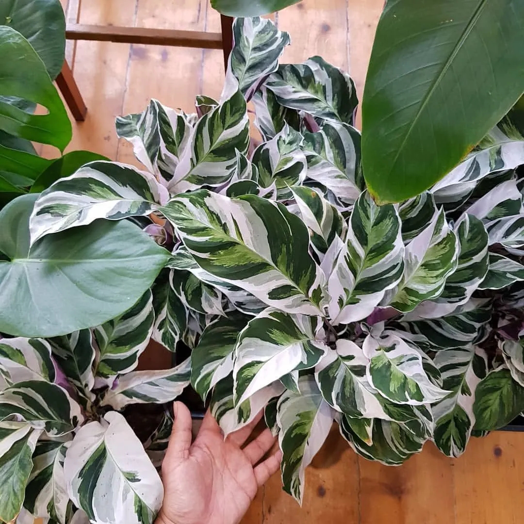 养花可以用加湿器增加湿度么,养花怎么增加湿度