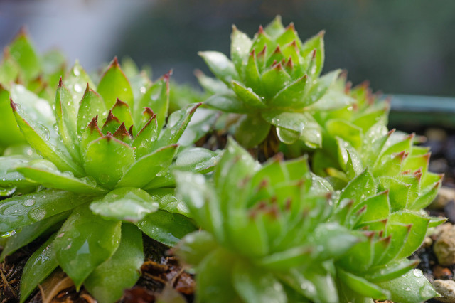为什么我的观音莲夏天没休眠,观音莲休眠期是什么时间