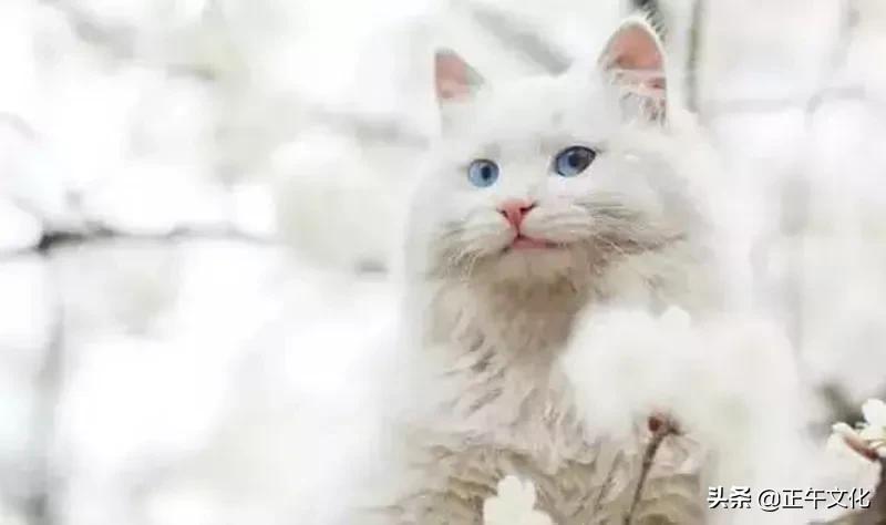 隐居终南山小龙女,一人隐居生活