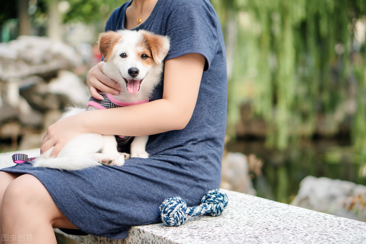 养狗的心得和感言,养狗的心酸记