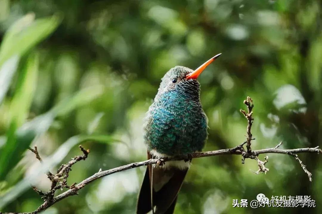 手机拍鸟镜头拍摄技巧,拍摄鸟片后期技巧有哪些