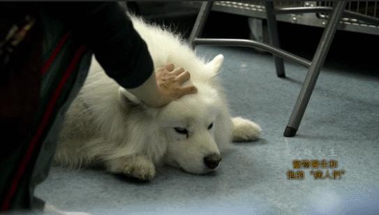 “大夫，我把房卖了，你能治好我的猫吗？”