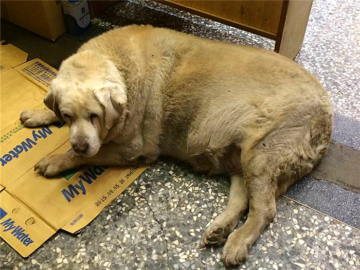 狗狗喂得过饱有什么坏处,辟谣狗狗不能吃盐会有泪痕