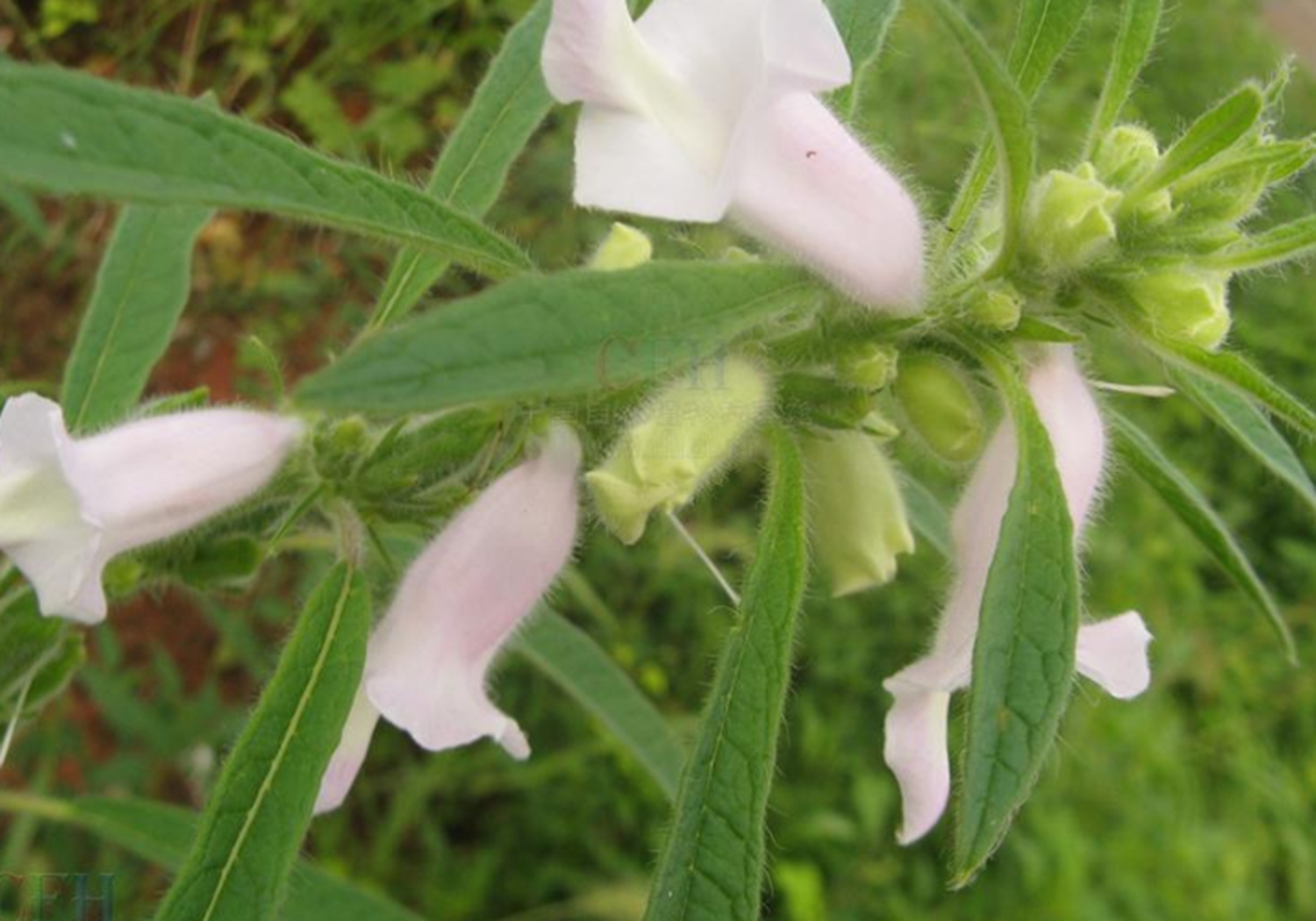 芝麻播种不出苗是什么原因,芝麻种植的小妙招