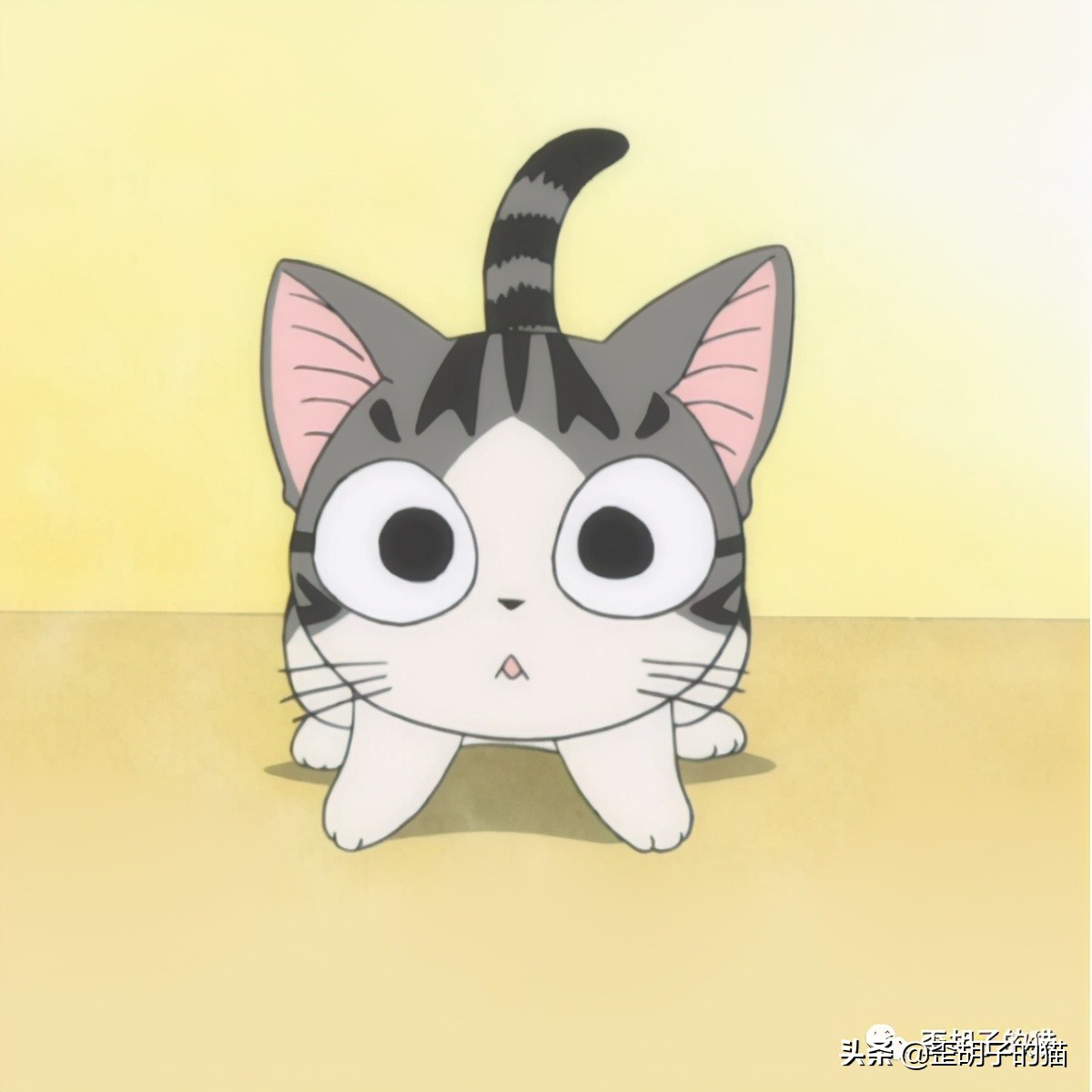 「歪胡子的猫」盘点中美日动漫中的猫咪现实中的样子